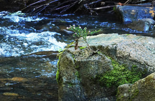 Cuphea utriculosa as a bonsai like rheophytic subshrub, Ram Tzul Natural Reserve, Baja Verapaz, Guatemala