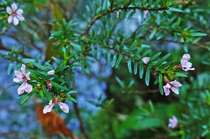 Cuphea utriculosa, flowers, Ram Tzul Natural Reserve, Baja Verapaz, Guatemala