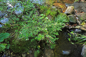 Cuphea utriculosa, Ram Tzul Natural Reserve, Baja Verapaz, Guatemala
