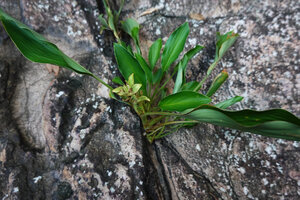 Curcuma albiflora, flowering individual in a rock fissure, Makandawa, Kitulgala, Sri Lanka