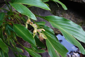 Curcuma albiflora, infructescence with bracts and maturing fruit, Makandawa, Kitulgala, Sri Lanka