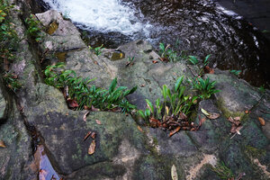 Curcuma albiflora in the cracks of rocks in waterfall, Makandawa, Kitulgala, Sri Lanka