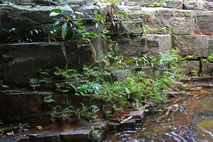 Curcuma albiflora, most individuals with leaves deeply lacerated by strong currents, this rheophytic habitat shared with other species like Justicia hookeriana and the fern Thelypteris calcarata, Makandawa, Kitulgala, Sri Lanka