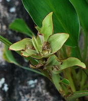 Curcuma albiflora, persistent green bracts protecting the maturing fruits, Makandawa, Kitulgala, Sri Lanka