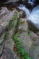Curcuma albiflora, population in the cracks of the rock substrate of a waterfall, Makandawa, Kitulgala, Sri Lanka