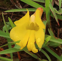 Curcuma oligantha, flower at anthesis, Karnataka, India