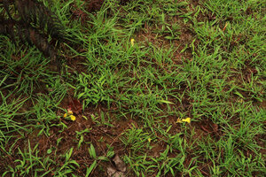 Curcuma oligantha flowering in grassland, Karnataka, India