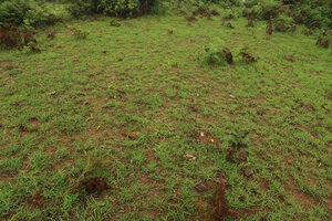 Curcuma oligantha, flowering population in grassland, Karnataka, India