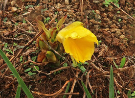 Curcuma oligantha, inflorescence without leaves, Karnataka, India