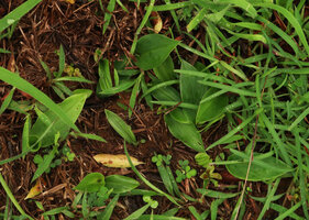 Curcuma oligantha, leaves emerging from the soil, Karnataka, India