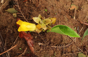 Curcuma oligantha, sterile upper bracts, flower and emerging leaf, Karnataka, India