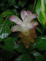 Curcuma sp. Kanchanaburi, Thailand