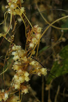 Cuscuta kilimanjari, flowers, Zomba, Malawi