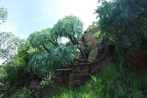 Cussonia paniculata on cliff, Royal Natal NP, South Africa