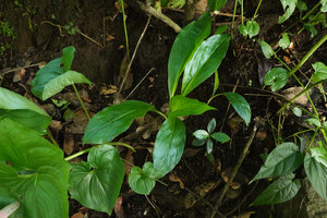 Cyanastrum goetzeanum and Kabuyea hostifolia growing side by side on a rock ledge in forest understory, Sonjo waterfall, Udzungwa NP, Tanzania