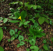 Cyanastrum goetzeanum, Costus macranthus and Ledebouria kirkii on oblique rocky surface, Sonjo waterfall, Udzungwa NP, Tanzania
