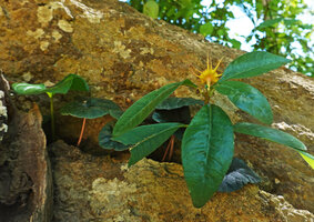 Cyanastrum goetzeanum, Dorstenia barnimiana and Dorstenia cuspidata in the same rock fissure, Kisensegere, Rukwa, 1200 m asl, Tanzania