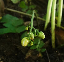 Cyanastrum goetzeanum, maturing fruits issued from two flowers at each inflorescence node, Sonjo waterfall, Udzungwa NP, Tanzania
