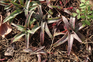 Cyanotis arachnoidea on sandstone slab, perennial rosettes during the dry season, Phu Hin Rong Kla NP, Phitsanulok, Thailand