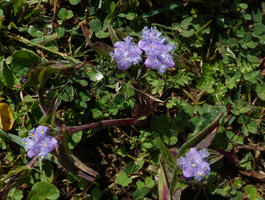 Cyanotis polyrrhiza in wet ground, Bale NP, 2300 m asl, Ethiopia