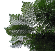 Cyathea contaminans, Gunung Ulu Kali, Selangor, Malaysia