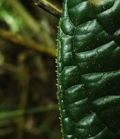 Cybianthus anthuriophyllus, acute marginal teeth and deeply impressed veins, Yasuni NP, Ecuador