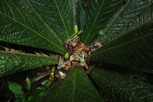 Cybianthus anthuriophyllus, canopy leaf litter accumulation in the centre of the rosette allowing germination of tree seeds in the humus, Yasuni NP, Ecuador