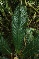 Cybianthus anthuriophyllus, leaf with strongly impressed veins, Yasuni NP, Ecuador