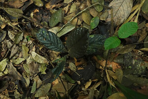 Cybianthus anthuriophyllus, young individual with dark brown leaves, Yasuni NP, Ecuador