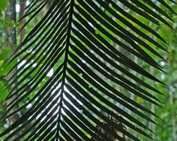 Cycas bougainvilleana, leaflets, Nggatirana, Halisi, Solomon Islands