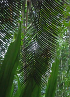 Cycas bougainvilleana, leaf, Nggatirana, Halisi, Solomon Islands