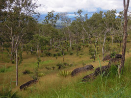 Cycas campestris, dense population in Eucalyptus alba woodland seasonnally burnt, Port Moresby area, Papua New Guinea