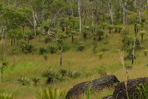 Cycas campestris, dense population in Eucalyptua alba savannah woodland, Port Moresby on the way to Varirata NP, Papua New Guinea