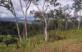 Cycas campestris in annually burnt savannah woodland dominated by Eucalyptus alba, Port Moresby area, Papua New Guinea