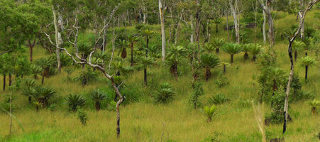 Cycas campestris in Eucalyptus alba woodland, Varirata NP, Papua New Guinea