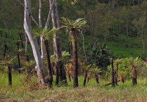 Cycas campestris, mixed population of old and younger individuals in Eucalyptus alba woodland, Varirata NP, Papua New Guinea
