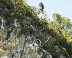 Cycas clivicola old individuals at the top of vertical limestone cliff, most with erect or reclining trunk and swollen base, Batu Putih island in the Temenggor dam lake, Perak, Malaysia