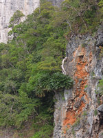 Cycas clivicola on a limestone cliff, overhanging the sea, Phi Phi, Thailand