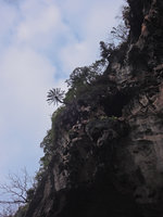 Cycas clivicola on limestone cliff during the dry season, Railay, Thailand
