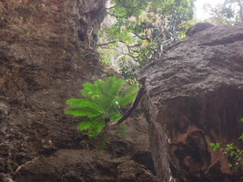 Cycas clivicola on limestone outcrop, Railay, Thailand