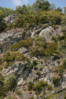 Cycas clivicola population on vertical limestone cliff, Batu Putih island, Temenggor dam lake, Perak, Malaysia