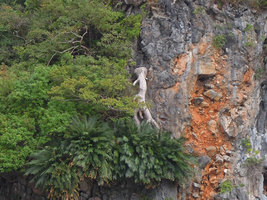 Cycas clivicola with swollen base of the branched trunk, Phi Phi, Thailand