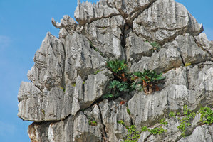 Cycas pranburiensis and leafy Amorphophallus sp. during monsoon season on limestone cliff, Khao Sam Roi Yot, Thailand, Aug