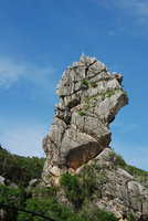 Cycas pranburiensis on limestone cliff during monsoon season, Khao Sam Roi Yot, Thailand