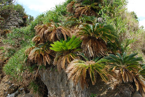 Cycas revoluta and Pandanus tectorius on sea cliff, Okinawa, Japan