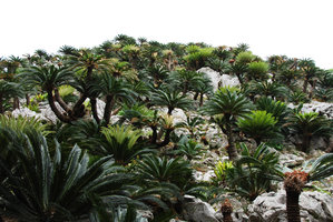 Cycas revoluta forest on karst, Dai Sekirinzan, Okinawa, Japan