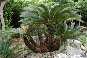 Cycas revoluta, multi stemmed basal sprouting individuals on karst, Dai Sekirinzan, Okinawa, Japan