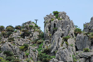 Cycas revoluta on rugged limestone cliff habitat, Hedo cape, Okinawa, Japan