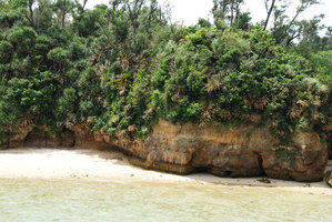 Cycas revoluta on seashore limestone cliff, Okinawa, Japan
