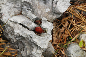 Cycas revoluta, ovules falling in karst anfractuosities, Dai Sekirinzan, Okinawa, Japan